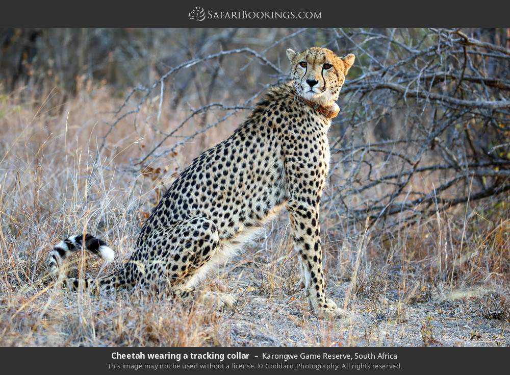 Cheetah wearing a tracking collar in Karongwe Private Game Reserve, South Africa